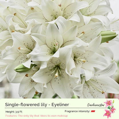 Lily Bulbs