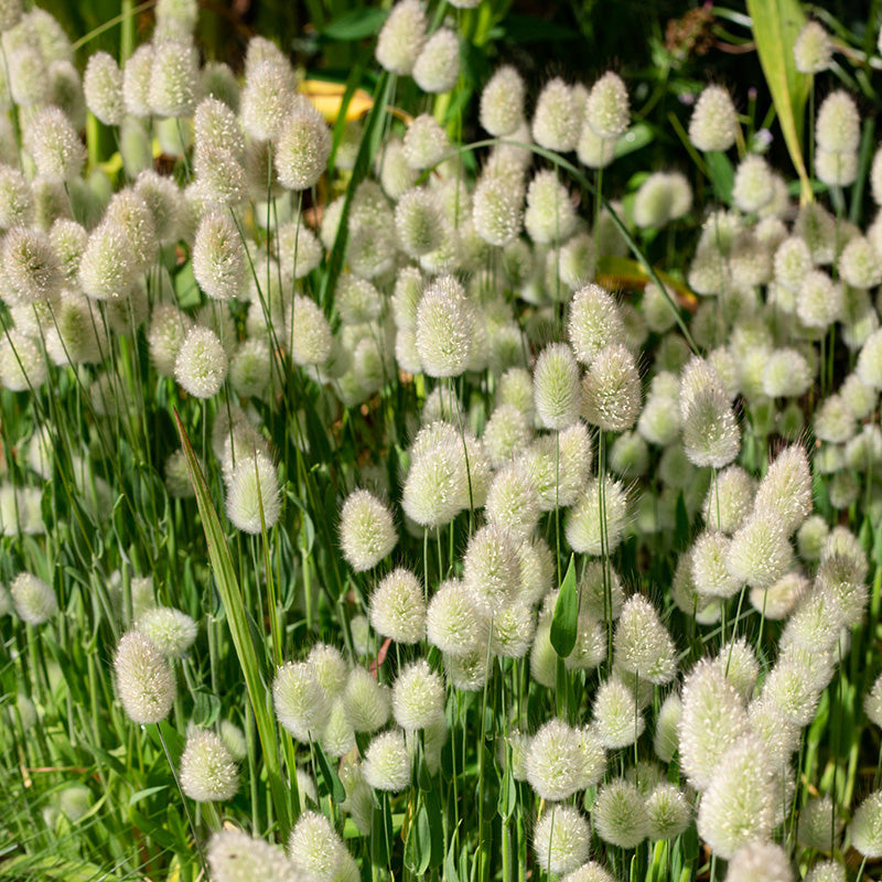 🐇Lagurus Ovatus Seeds