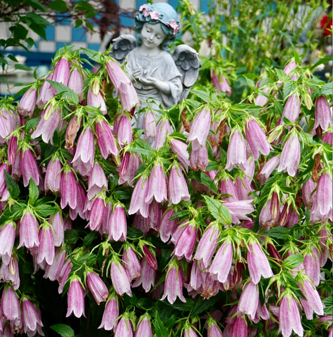 Spotted Bellflower Seeds