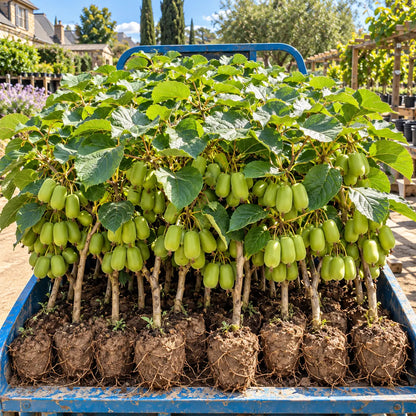 🥝 Premium Kiwi 👑— No Peeling Needed