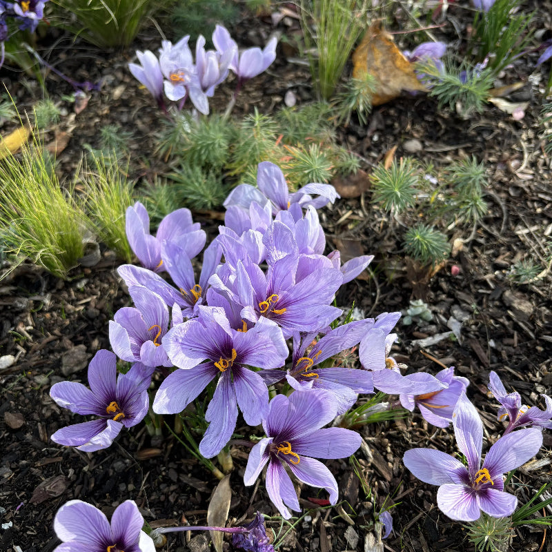 Saffron Crocus Bulbs - Crocus Sativus