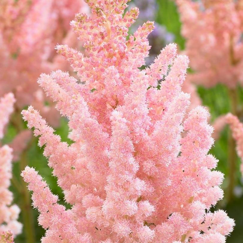 Astilbe chinensis 'Vision Inferno' (Chinese Astilbe)