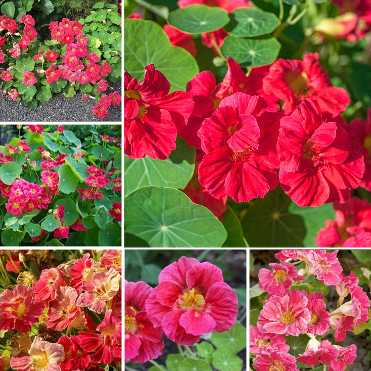 Nasturtium Seeds– Edible Flower for Salads & Garden Color🌼