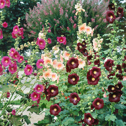 Single Flowered Hollyhock Seeds