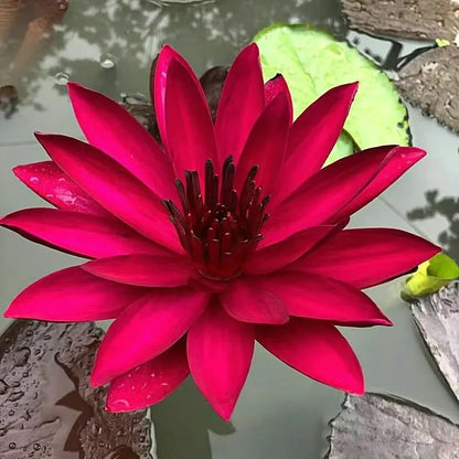 🌸LAST DAY Promotion 50% OFF🌸 Hydroponic Lotus 🌸 | Fresh, Simple & Beautiful(🌱Survival Guaranteed: Free Replacements🌿)