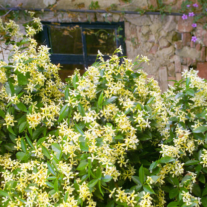 🌟Star Jasmine🌟