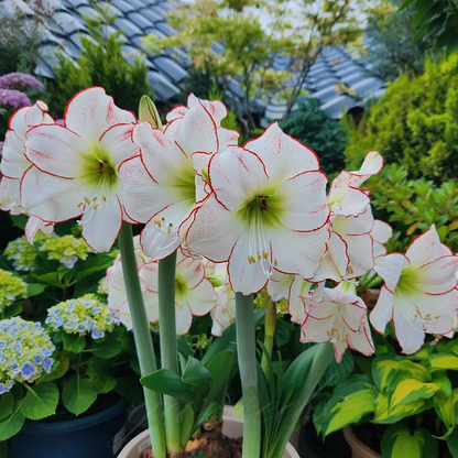 Double-Flowered Amaryllis Bulb🌼