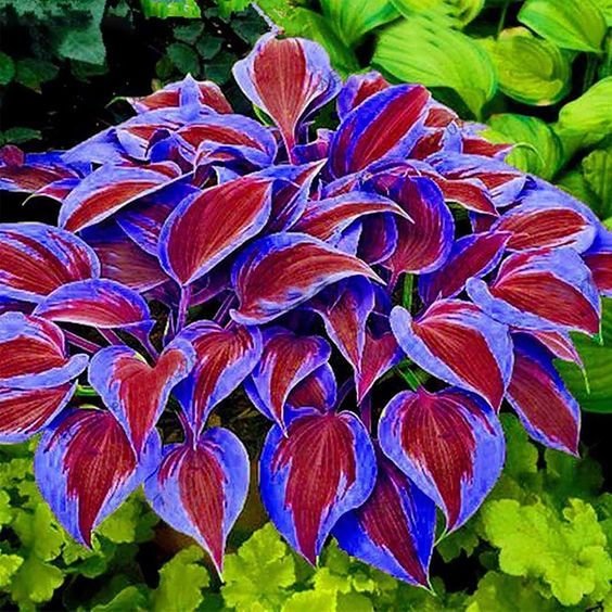 🍃Rare Multi-Colored Hostas Seeds