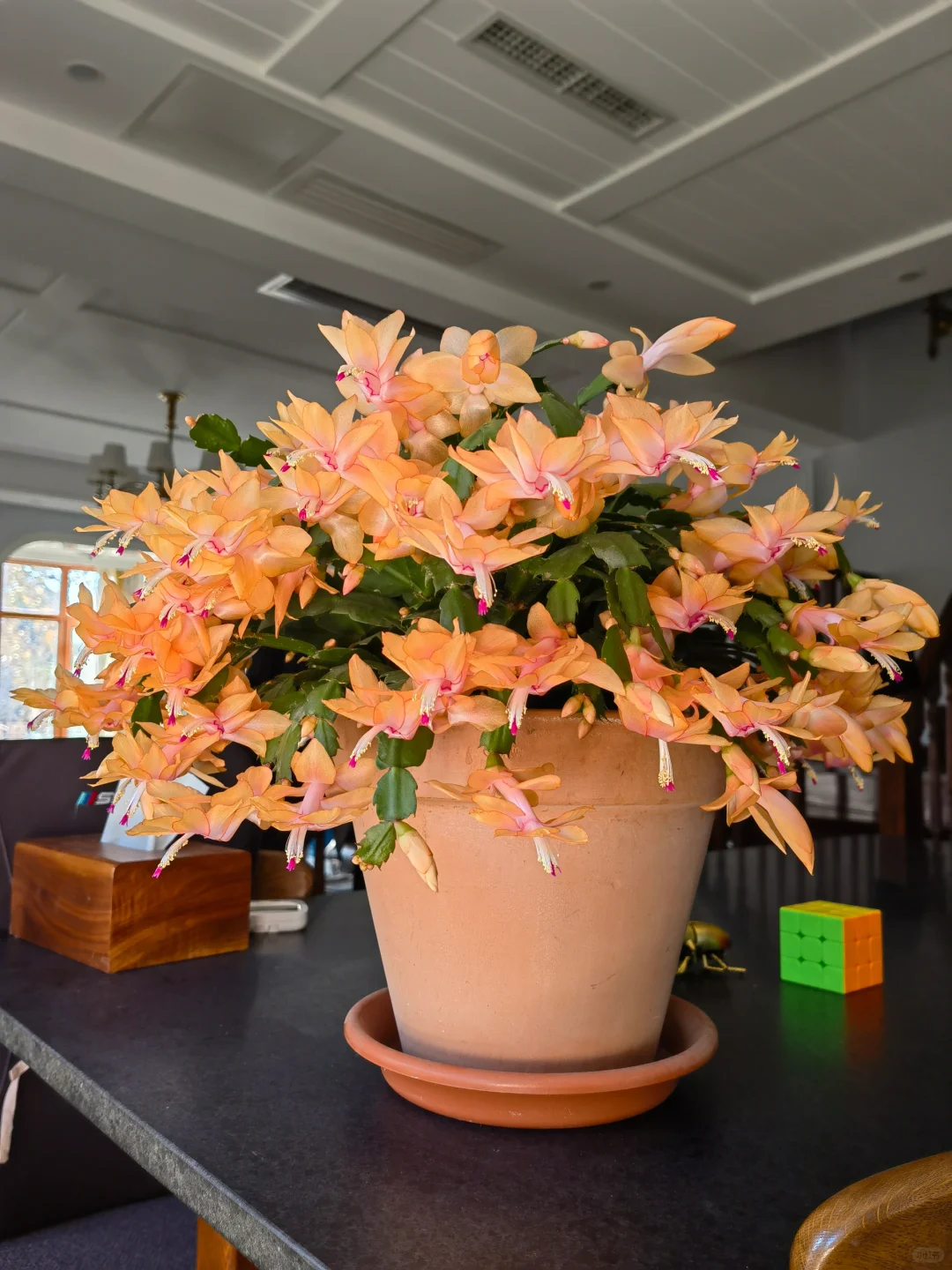Crab Claw Orchid - The Icing On The Cake