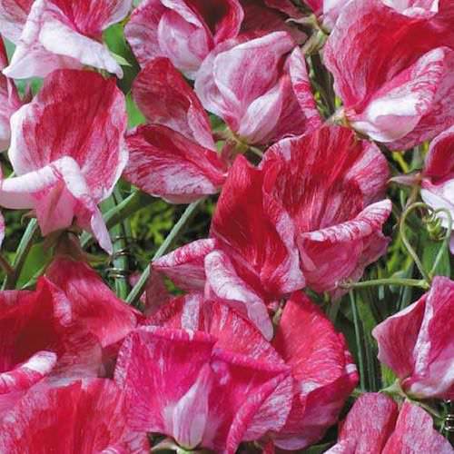Amer­ica Sweet Pea Seeds