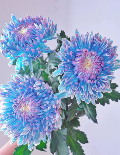 Starry Sky Peony Chrysanthemum Seeds