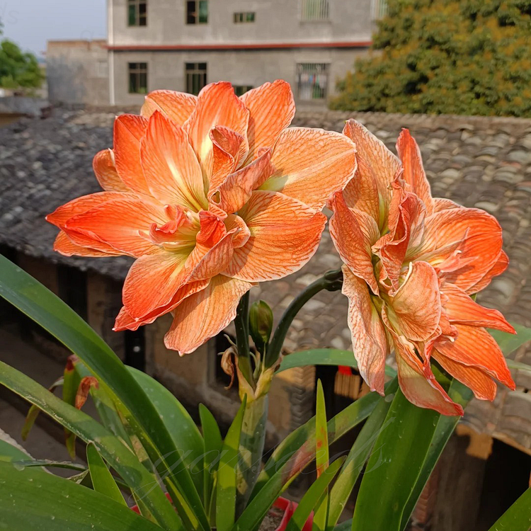 Double-Flowered Amaryllis Bulb🌼