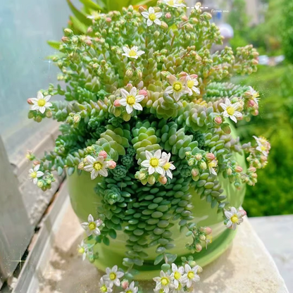 Rare High-end Succulent Seeds- Sedum Dasyphyllum 'Major'