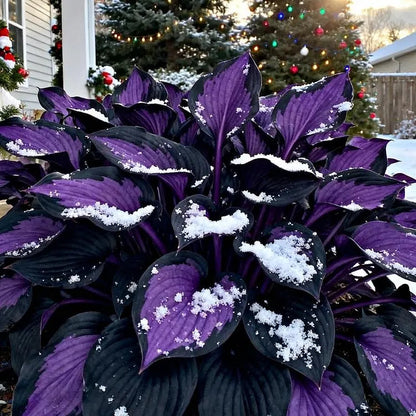 🔥2026 Hot Selling 🌌 Dark Purple Heart Hosta Seeds, a perennial garden plant that is easy to grow