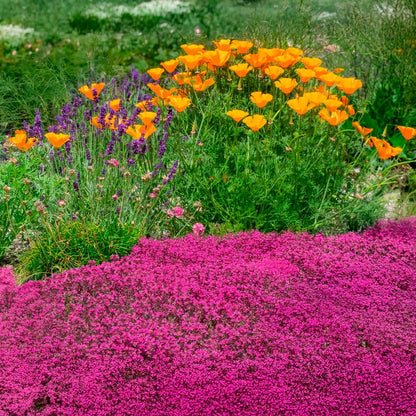 ✨Creeping Thyme Seeds for Four Seasons🏡Create Your Perfect Lawn Here🌼