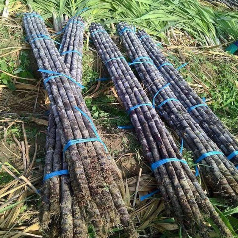 🌱 High-Yield Sugarcane Seeds – Grow Sweet Sugarcane at Home