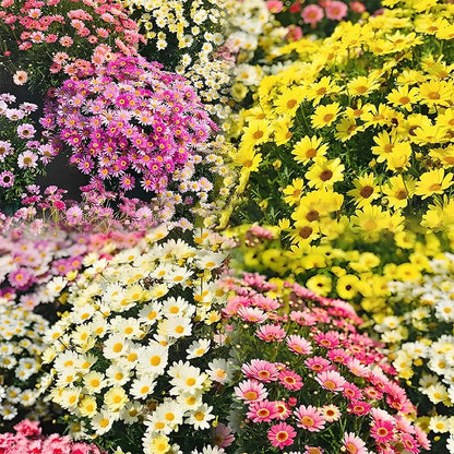 🌼Insect Killers: Pyrethrum Daisy Seeds