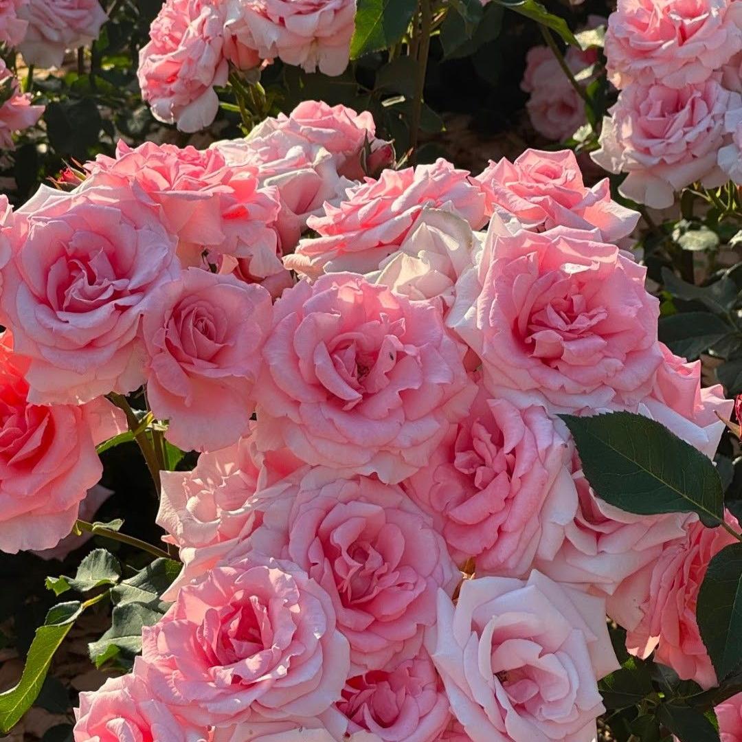 🌹 Climbing Rose Seeds | Multi-color Vine Rose