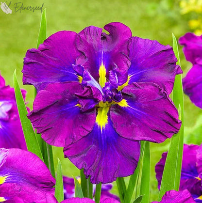 Multi Iris Seeds: Vibrant, Resilient, and Spectacular Blooms