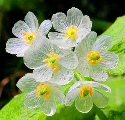 Diphylleia Seeds Crystal Flower Seeds