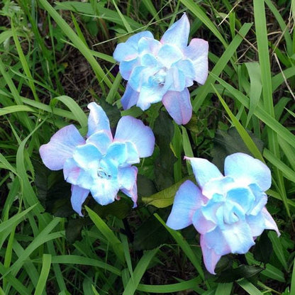 Smeraldo Flower