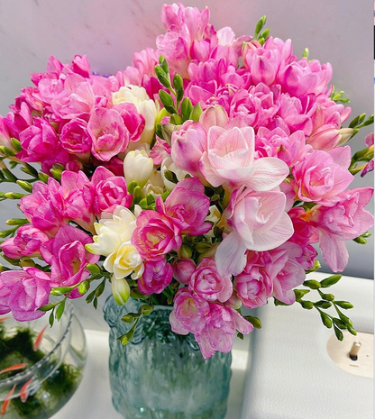 💐Freesia Bulbs-Happiness Arrives
