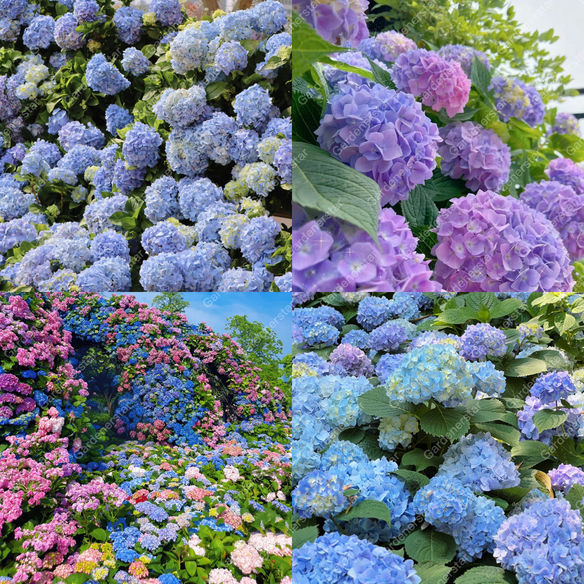 💐Endless Summer Hydrangea Falls
