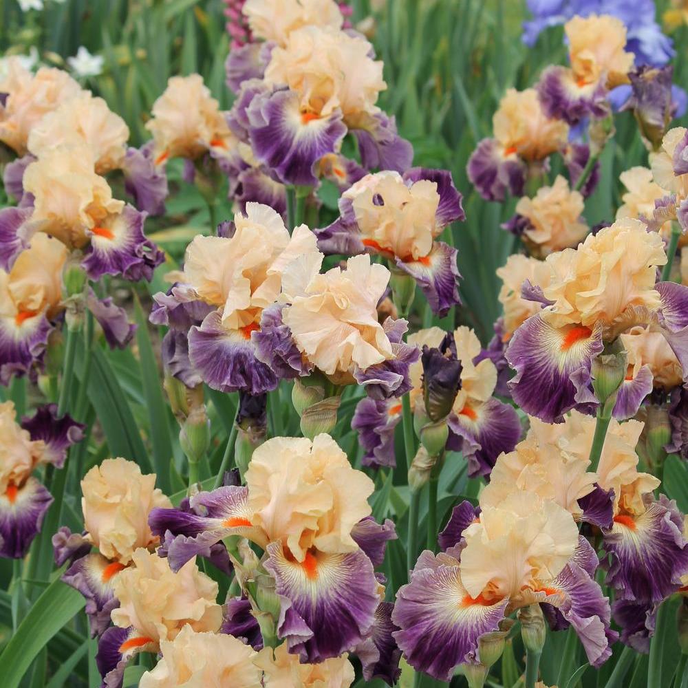 Multi Iris Seeds: Vibrant, Resilient, and Spectacular Blooms