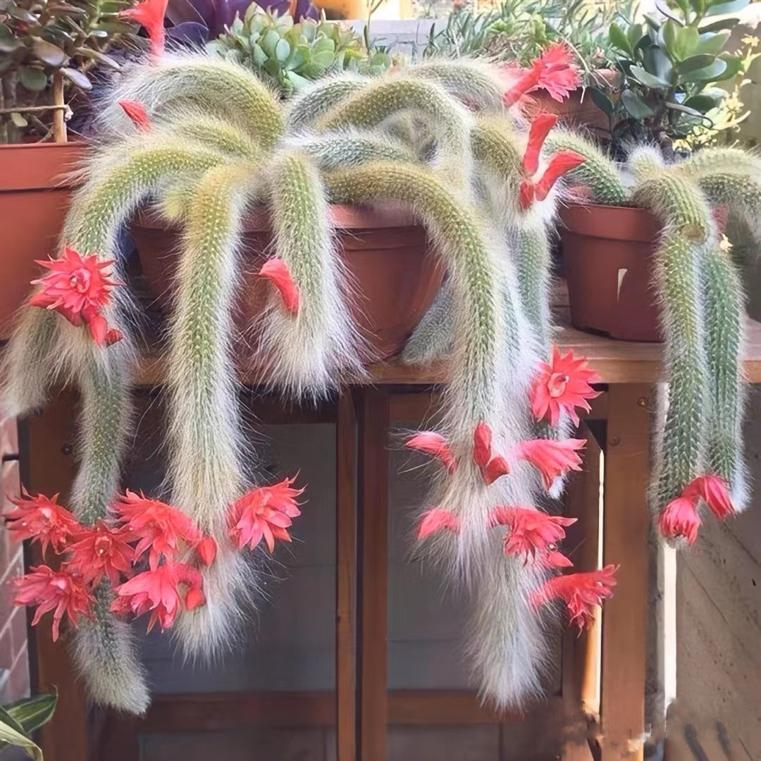 Monkey Tail Cactus Seeds-Nine Tailed Fox