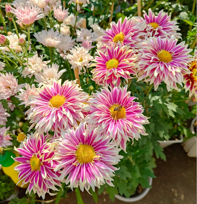 Rare Treasure Chrysanthemum Seeds