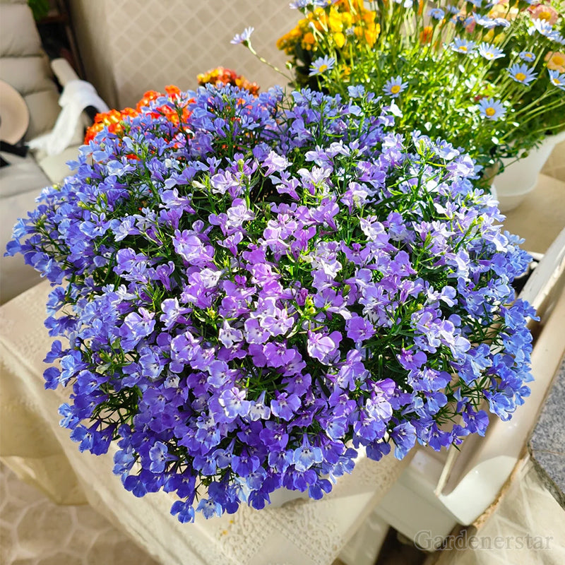 🌈Optimal Carpet Plant✨Creeping Lobelia Erinus Seeds