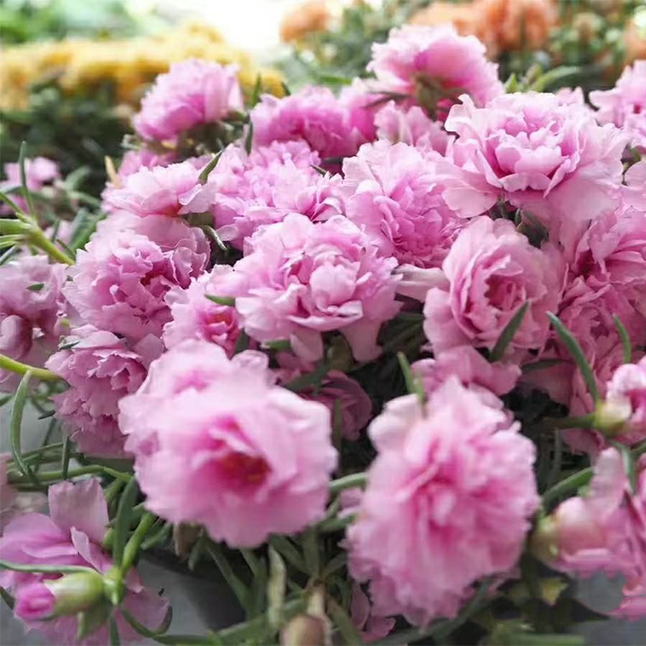 Heavy Petals Pine Leaf Peony