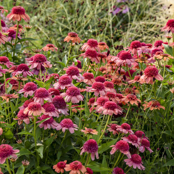 Echinacea 'Rainbow Sherbet' (Coneflower)
