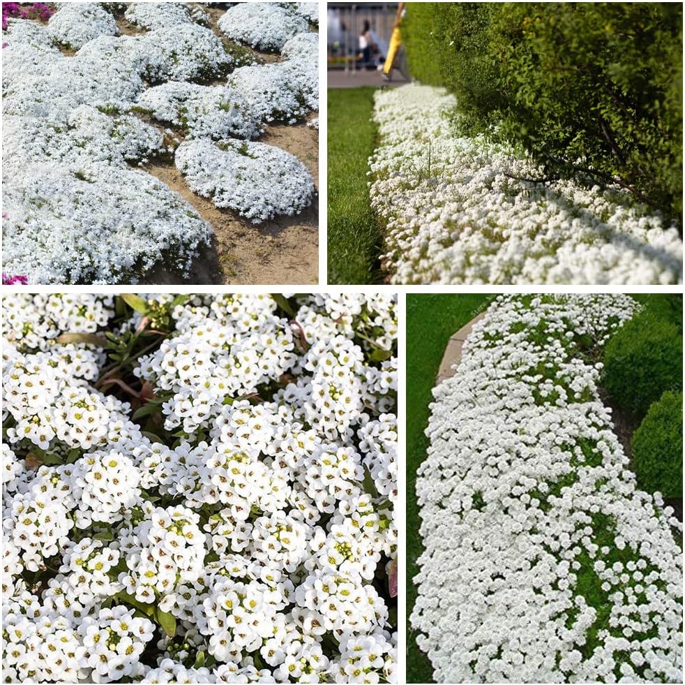 Creeping Thyme Homegrown Seeds Easy to Plant and Grow Non-GMO Perennial Flower Premium Seeds