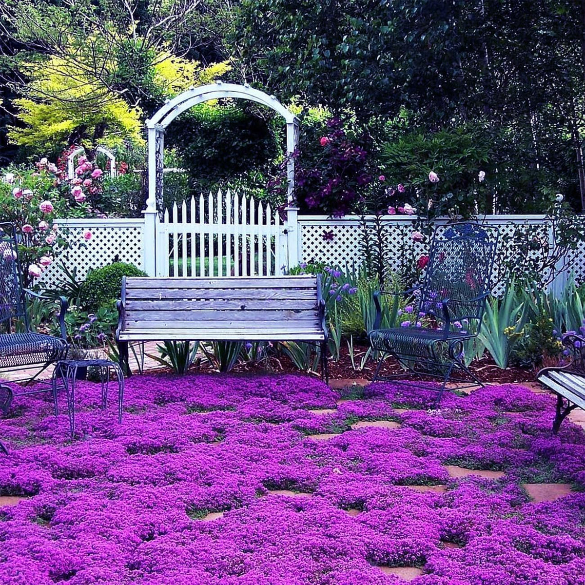 Creeping Thyme Homegrown Seeds🌱Easy to Plant and Grow Non-GMO Perennial Flower Premium Seeds🌺
