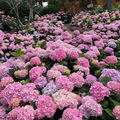 💐Endless Summer Hydrangea Falls