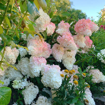 Panicle Hydrangea Flowers Seeds 💞 Plants Home Garden Flower Seeds