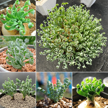 🌿Spiral Grass - Curved and Cute