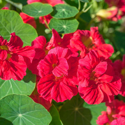Nasturtium Seeds– Edible Flower for Salads & Garden Color🌼