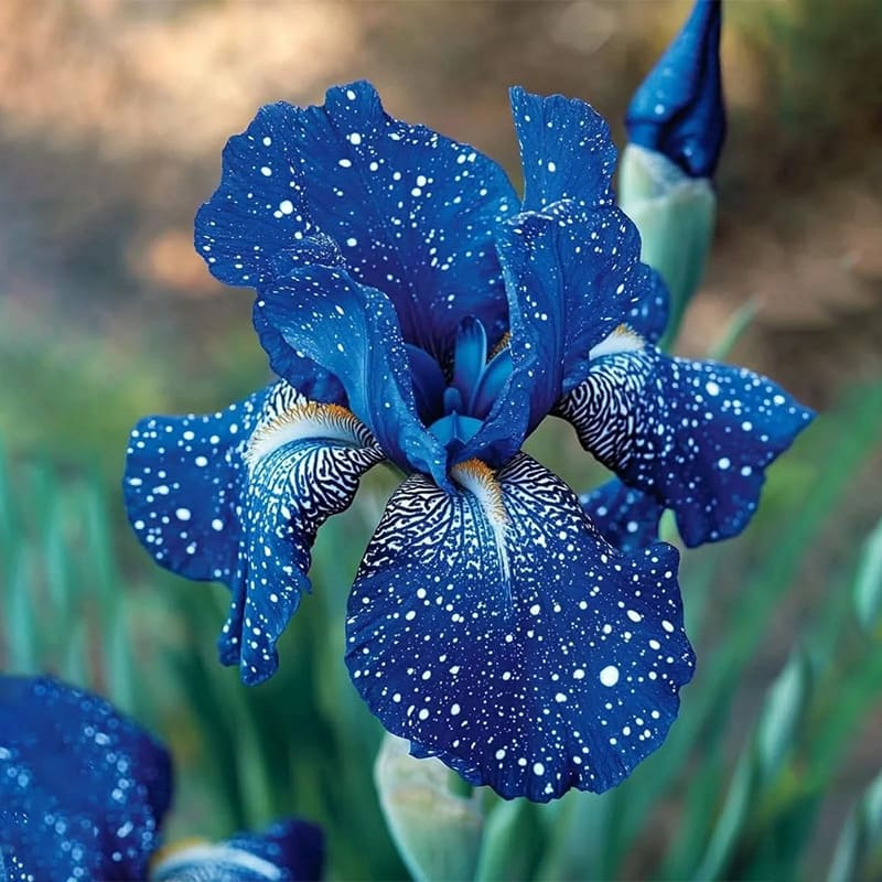 ⚜️Rare Tall Bearded Iris (Premium Rhizome Variety)