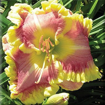 Daylily Hybrid Flowers Seeds, Hemerocallis Hybrid, 20pcs/pack