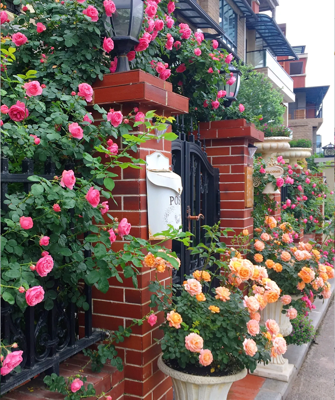 Garden Climbing Rose Flower Seeds