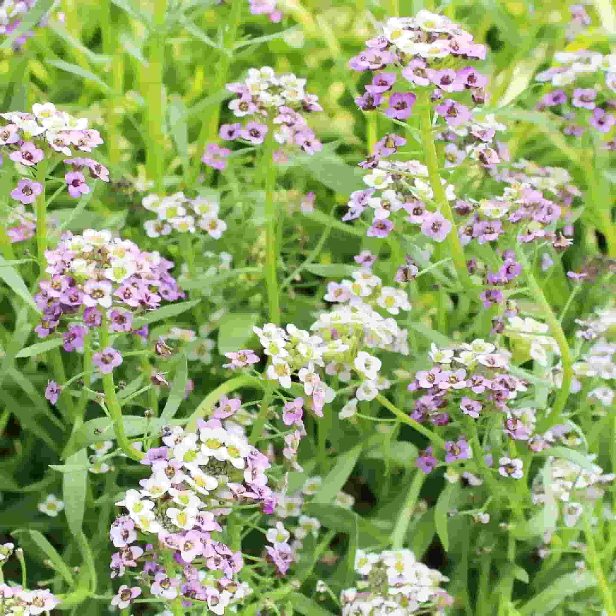 50Pcs Alyssum Seeds, Pastel Carpet