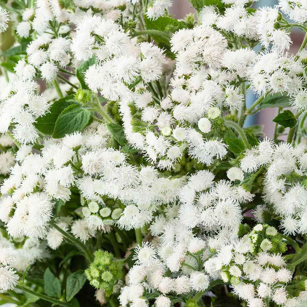 Ageratum Seeds—Heirloom Seed