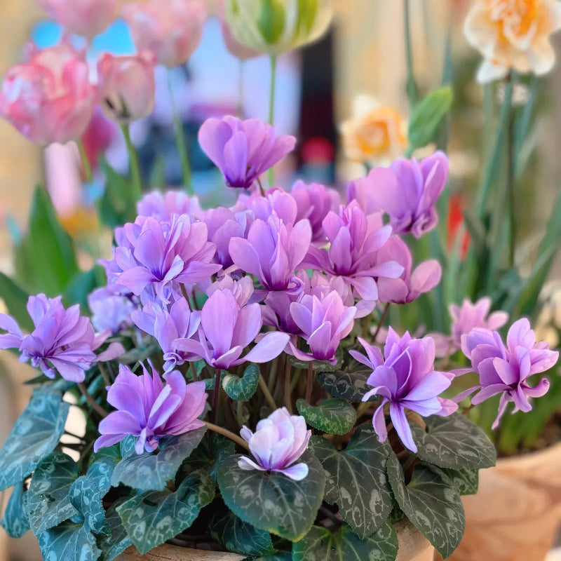 🌸 Fragrant Cyclamen Bulbs-Sweet Scent, Simple Care