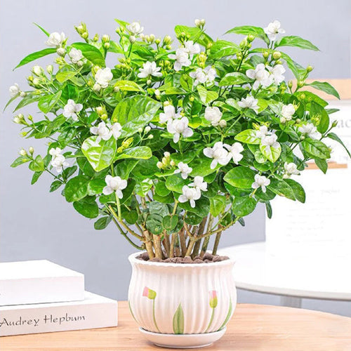 Rare Double Jasmine Seeds – Stunning Fragrant White Blooms