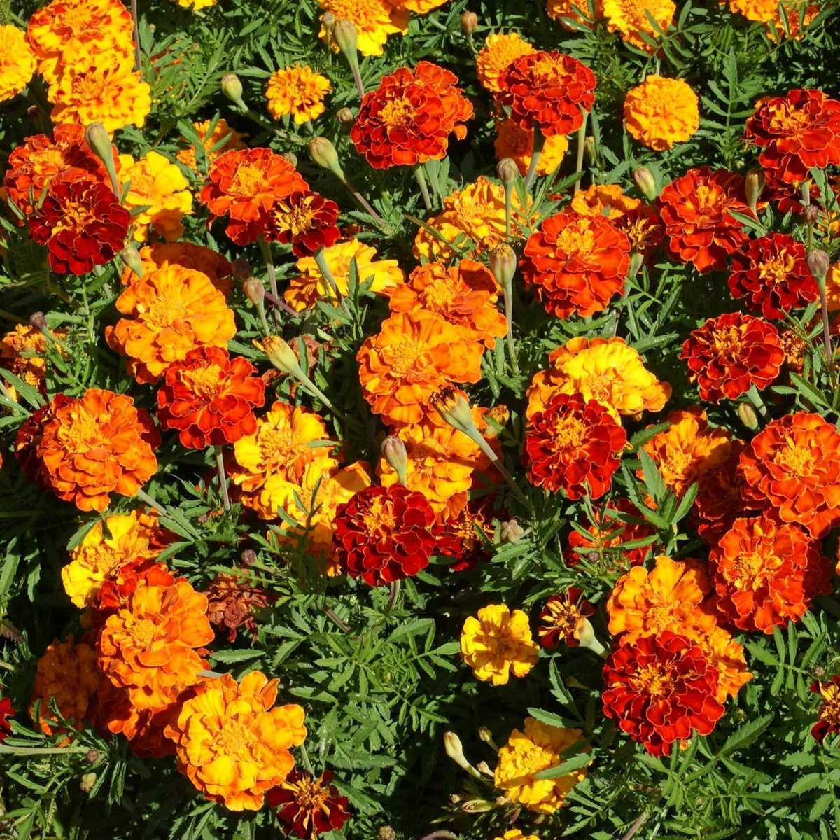 🌸Colorful Marigold Seeds