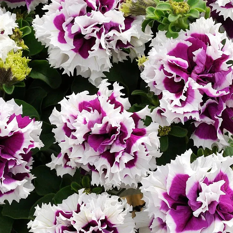 🌸Rare Double Petunia Seeds