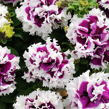 🌸Rare Double Petunia Seeds