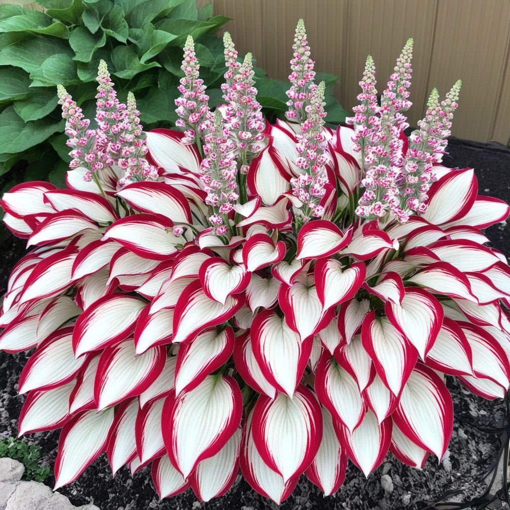 From Seed to Stunning – Hosta Magic 🌿Rare Hosta Seeds🌿